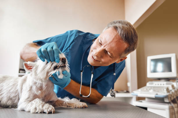 Best Urgent Dental Care for Toothache in Tieton, WA